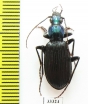 Chlaenius sabahensis  Malaysia, Borneo - INSECTS-STORE.RU