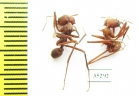 Formicidae sp.  Panama - INSECTS-STORE.RU