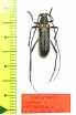 Anoplistes churkini, male  Kirgizstan  PARATYPUS - INSECTS-STORE.RU