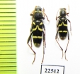 Clytus rhamni bellieri  France, Corsica - INSECTS-STORE.RU