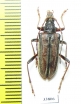 Oxymirus cursor, female  Russia, Tver reg. - INSECTS-STORE.RU