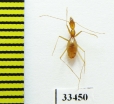 Aphaenops tiresias tiresias  France - INSECTS-STORE.RU