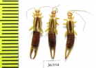 Dermaptera sp.  Thailand - INSECTS-STORE.RU