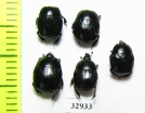 Histeridae sp.  Russia, Tver reg. - INSECTS-STORE.RU