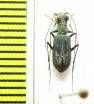 Cylindera sp.  Nepal - INSECTS-STORE.RU