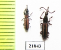 Brentidae sp.  Indonesia, Sumatra - INSECTS-STORE.RU