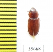 Trogossitidae sp.  Peru - INSECTS-STORE.RU