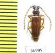 Cerambycidae sp.  South Africa Rep. - INSECTS-STORE.RU