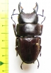 Dorcus taurus cribriceps  Philippines - INSECTS-STORE.RU