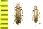 Sparedrus sp.  Tajikistan - INSECTS-STORE.RU