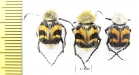 Trichius fasciatus  Russia, Tver reg. - INSECTS-STORE.RU