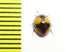 Tenebrionidae sp.  Vietnam - INSECTS-STORE.RU