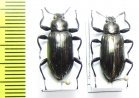 Tenebrionidae sp.  Indonesia, Kalimantan - INSECTS-STORE.RU