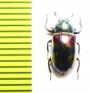 Tenebrionidae sp.  Malaysia, Borneo - INSECTS-STORE.RU