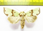 Noctuidae sp.  Russia, Ryazan reg. - INSECTS-STORE.RU