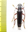 Cerambycidae sp.  Ecuador - INSECTS-STORE.RU