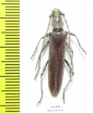 Cerambycidae sp.  Mexico - INSECTS-STORE.RU