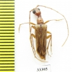 Vesperus fuentei  Spain - INSECTS-STORE.RU