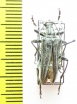 Oxymirus cursor, male  Russia, Tver reg. - INSECTS-STORE.RU