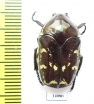 Amithao decemguttata?  Ecuador - INSECTS-STORE.RU