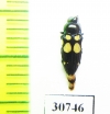 Castiarina lilliputana  Australia - INSECTS-STORE.RU
