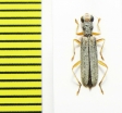 Cleridae sp. Laos - INSECTS-STORE.RU