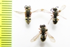 Hymenoptera sp.  Uzbekistan / Ukraina - INSECTS-STORE.RU