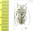 Cerambycidae sp.  Congo - INSECTS-STORE.RU