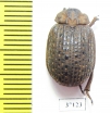 Trogidae sp.  South Africa Rep. - INSECTS-STORE.RU