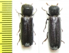 Bostrichidae sp.  Malawi - INSECTS-STORE.RU