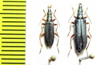 Stenostoma rostratum septentrionale  Italy, Sardinia - INSECTS-STORE.RU