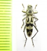 Chlorophorus viticis  Thailand - INSECTS-STORE.RU