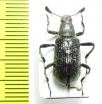 Tenebrionidae sp.  Indonesia, Kalimantan - INSECTS-STORE.RU