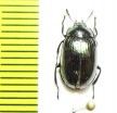 Tenebrionidae sp.  Malaysia - INSECTS-STORE.RU