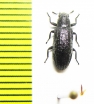 Tenebrionidae sp.  Malaysia, Borneo - INSECTS-STORE.RU