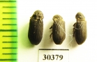 Hadrobregmus pertinax  Russia, Tver reg. - INSECTS-STORE.RU