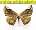 Sphacelodes quadrilineata  Peru - INSECTS-STORE.RU