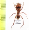Formicidae sp.  Peru - INSECTS-STORE.RU
