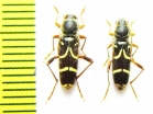 Clytus rhamni temesiensis  Russia, Krasnodar reg. - INSECTS-STORE.RU