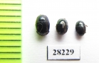 Histeridae sp.  Russia, Rostov reg. - INSECTS-STORE.RU