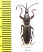 Brentidae sp.  Laos - INSECTS-STORE.RU