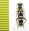 Cleridae sp. Laos - INSECTS-STORE.RU