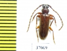Cerambycidae sp.  South Africa Rep. - INSECTS-STORE.RU