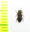 Acropis sp.  Peru - INSECTS-STORE.RU