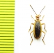 Ischaliidae, Ischalia aptera  China, Sichuan prov. - INSECTS-STORE.RU