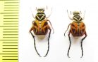 Trigonopeltastes delta  USA - INSECTS-STORE.RU