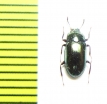 Tenebrionidae sp.  Malaysia - INSECTS-STORE.RU