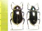 Tenebrionidae sp.  Malaysia, Borneo - INSECTS-STORE.RU