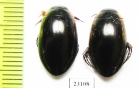 Dytiscidae sp., pair  Madagascar - INSECTS-STORE.RU