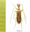 Vesperus sp.  Spain - INSECTS-STORE.RU